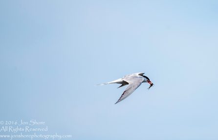 tern with fish