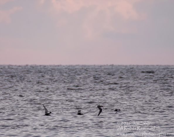 Fishing Terns over Baltic Sea. Tamron 600mm