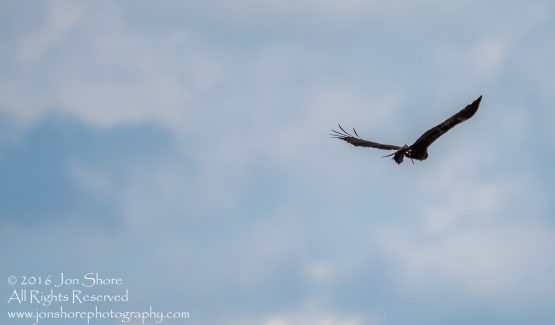 Western Marsh Harrier with mouse Kemeri National Park