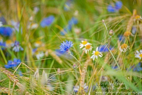 Wheat and wild flowers Estonia