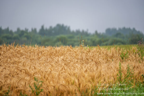 Wheat on Russian Estonian border