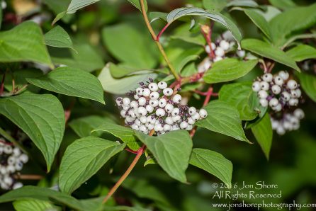 White berries Estonia