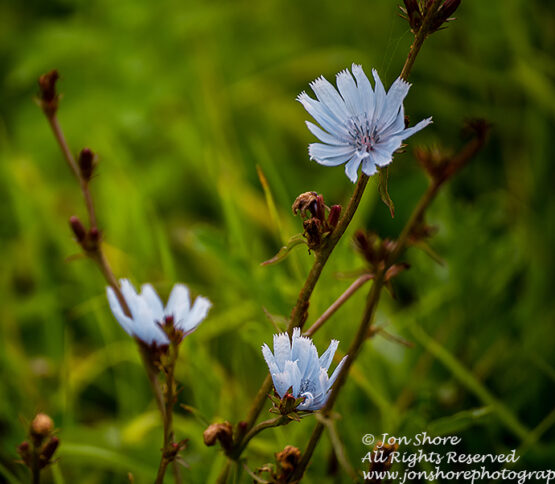 Wildflower macro
