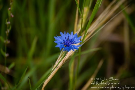 Wheat and wild flowers Estonia