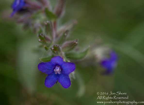 Wildflower macro Estonia