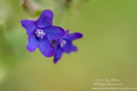 Wildflower macro Estonia