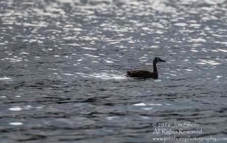 Young Great Crested Grebe