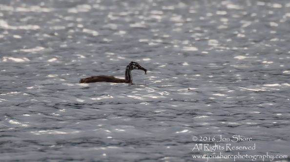 Young Great Crested Grebe