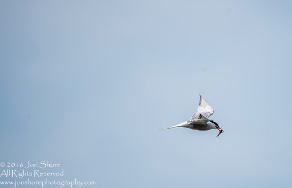 tern with fish