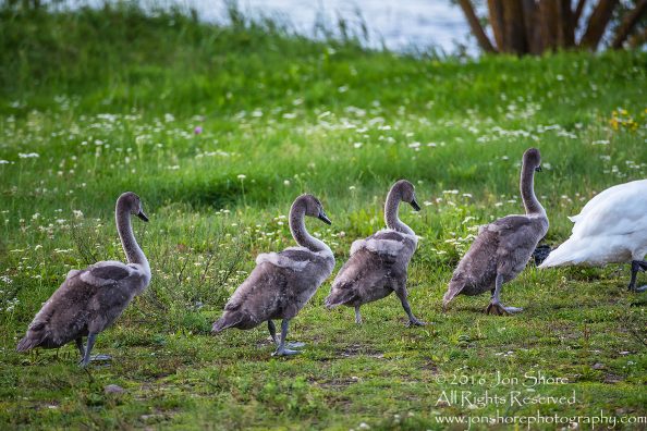 Swan Family at Rāznas Lake in Latgale, Latvia. Tamron 200mm