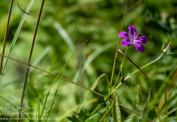 Bug on purple flower Latgale, Latvia. Tamron 300mm