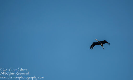 Common Crane. Tamron 300mm