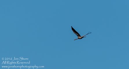 Common Crane. Tamron 300mm