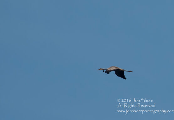 Common Crane. Tamron 300mm