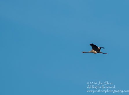 Common Crane. Tamron 300mm