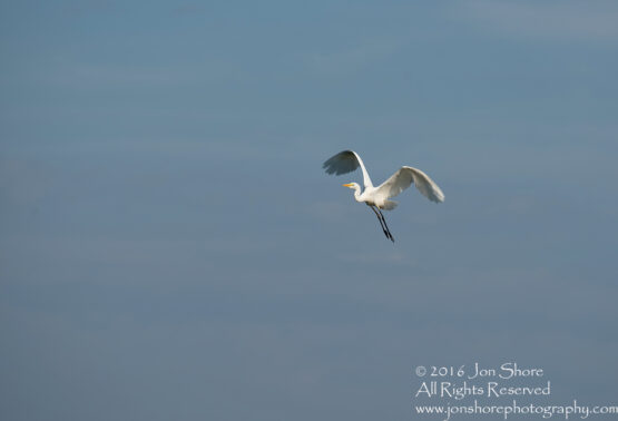 Great white Egret Latgale, Latvia. Tamron 300mm