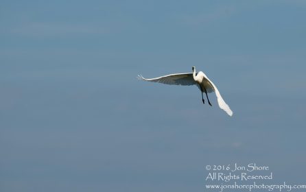 Great white Egret Latgale, Latvia. Tamron 300mm