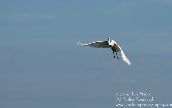 Great white Egret Latgale, Latvia. Tamron 300mm