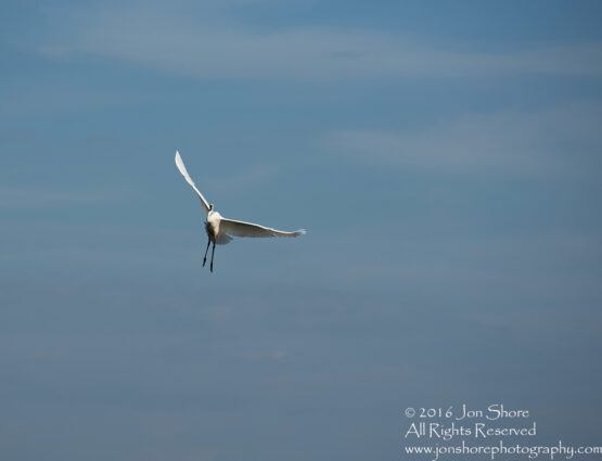 Great white Egret Latgale, Latvia. Tamron 300mm