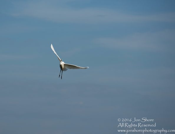 Great white Egret Latgale, Latvia. Tamron 300mm