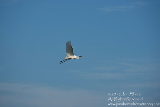 Great white Egret Latgale, Latvia. Tamron 300mm