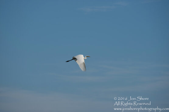 Great white Egret Latgale, Latvia. Tamron 300mm