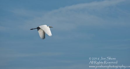 Great white Egret Latgale, Latvia. Tamron 300mm