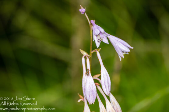 Lavender Flowers with Dew. Tamron 300mm