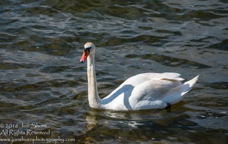 Swan Family at Rāznas Lake in Latgale, Latvia. Tamron 200mm