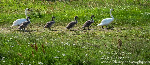 Swan Family at Rāznas Lake in Latgale, Latvia. Tamron 200mm