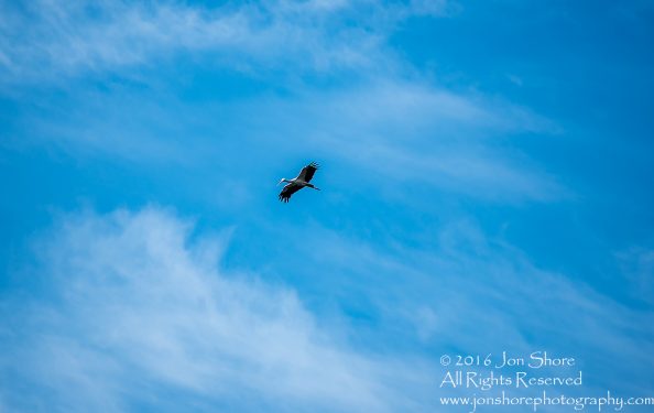 Stork flying Latgale, Latvia. Tamron 300mm
