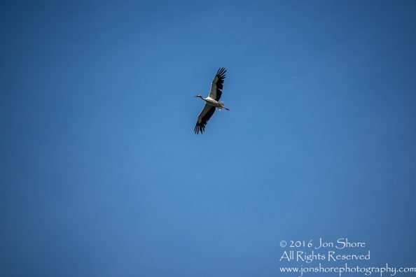 Stork flying Latgale, Latvia. Tamron 300mm