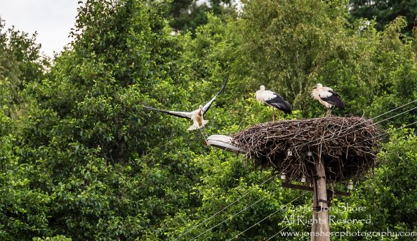 Storks in a Nest. Latgale, Latvia. Tamron 300mm