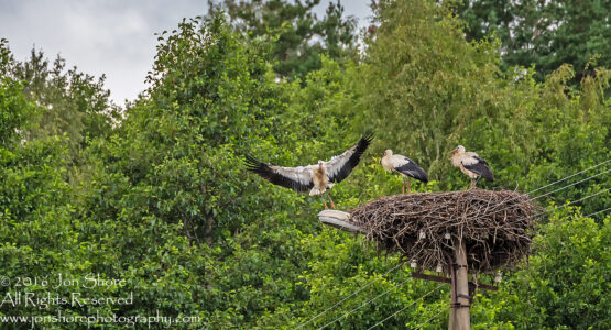 Storks in a Nest. Latgale, Latvia. Tamron 300mm