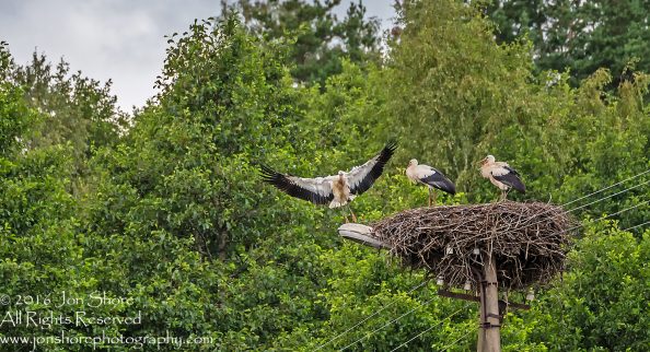 Storks in a Nest. Latgale, Latvia. Tamron 300mm