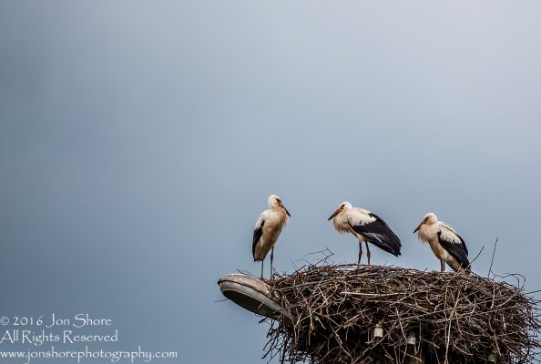 Storks in a Nest. Latgale, Latvia. Tamron 300mm