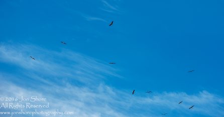 Storks gathering to Fly South for their Migration. Tamron 300mm