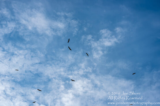 Storks gathering to Fly South for their Migration. Tamron 300mm