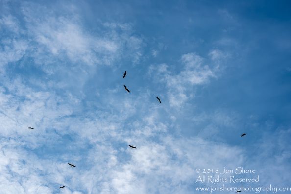 Storks gathering to Fly South for their Migration. Tamron 300mm