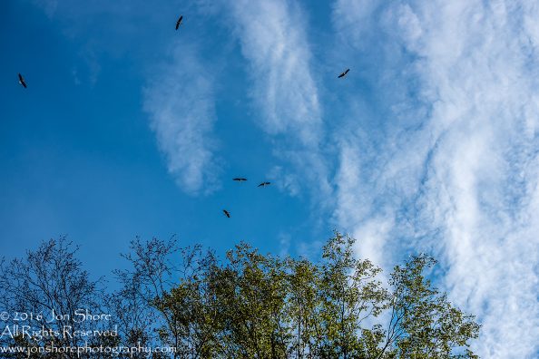 Storks gathering to Fly South for their Migration. Tamron 300mm