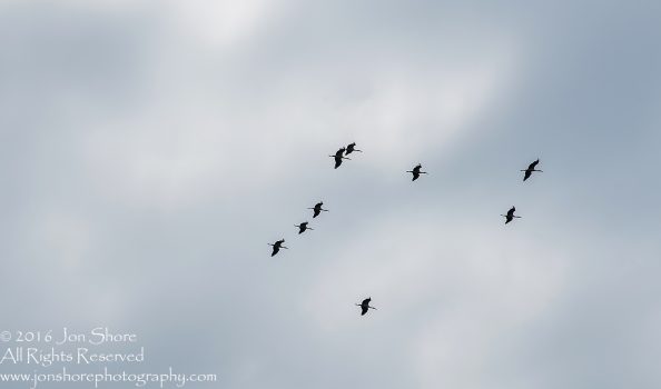 Storks Flying South for their Migration. Tamron 300mm