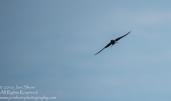 Swallow about to catch a fly Latgale. Tamron 300mm