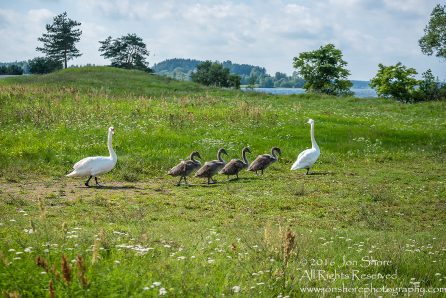 Swan Family at Rāznas Lake in Latgale, Latvia. Tamron 200mm