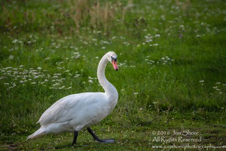 Swan Family at Rāznas Lake in Latgale, Latvia. Tamron 200mm