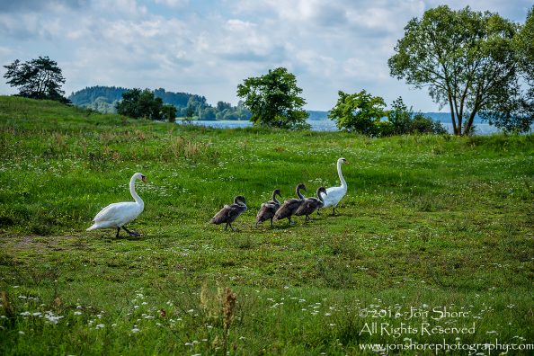 Swan Family at Rāznas Lake in Latgale, Latvia. Tamron 200mm