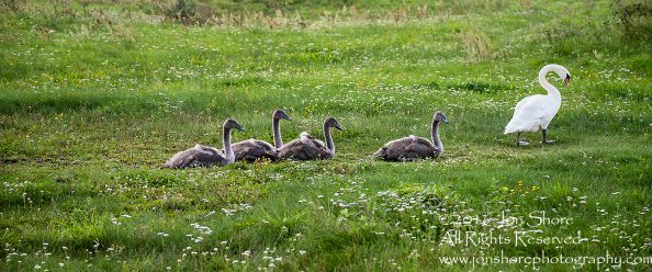Swan Family at Rāznas Lake in Latgale, Latvia. Tamron 200mm