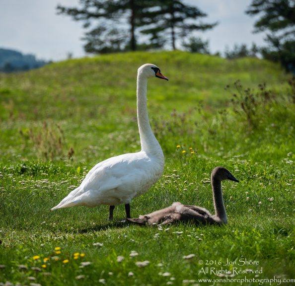 Swan Family at Rāznas Lake in Latgale, Latvia. Tamron 200mm