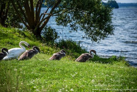 Swan Family at Rāznas Lake in Latgale, Latvia. Tamron 200mm