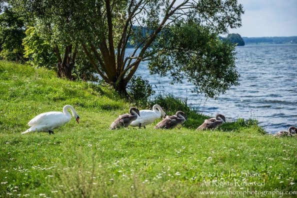 Swan Family at Rāznas Lake in Latgale, Latvia. Tamron 200mm