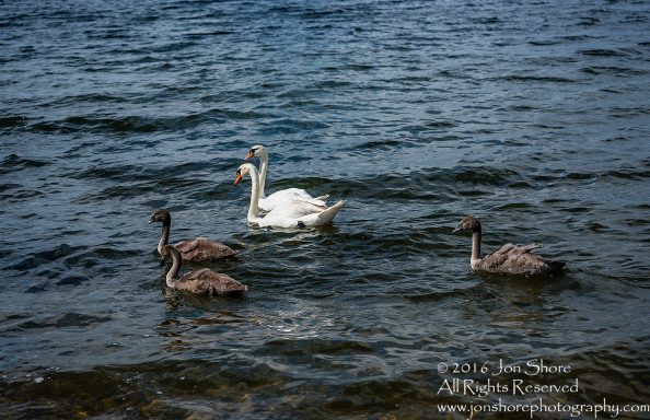 Swan Family at Rāznas Lake in Latgale, Latvia. Tamron 200mm